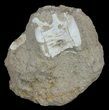 Cretaceous Fossil Fish Vertebrae In Rock - Morocco #60535-1